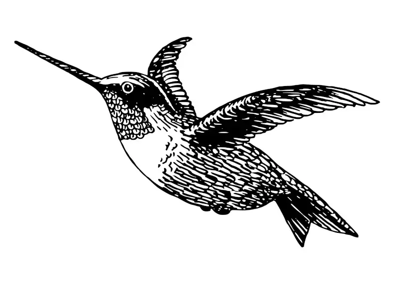 Vintage Hummingbird Drawing